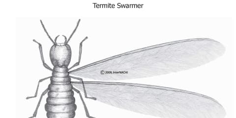 Termite Swarmer