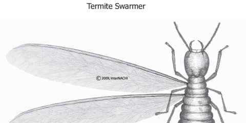 Termite Swarmer