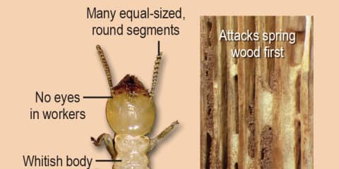 Termites