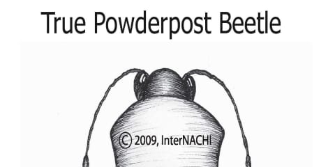 True Powderpost Beetle