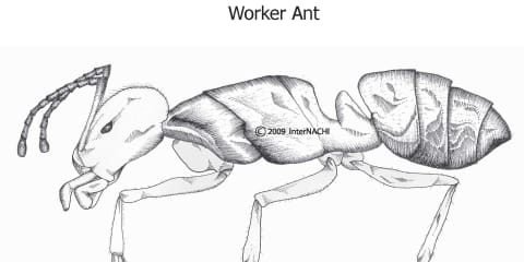 Worker Ant