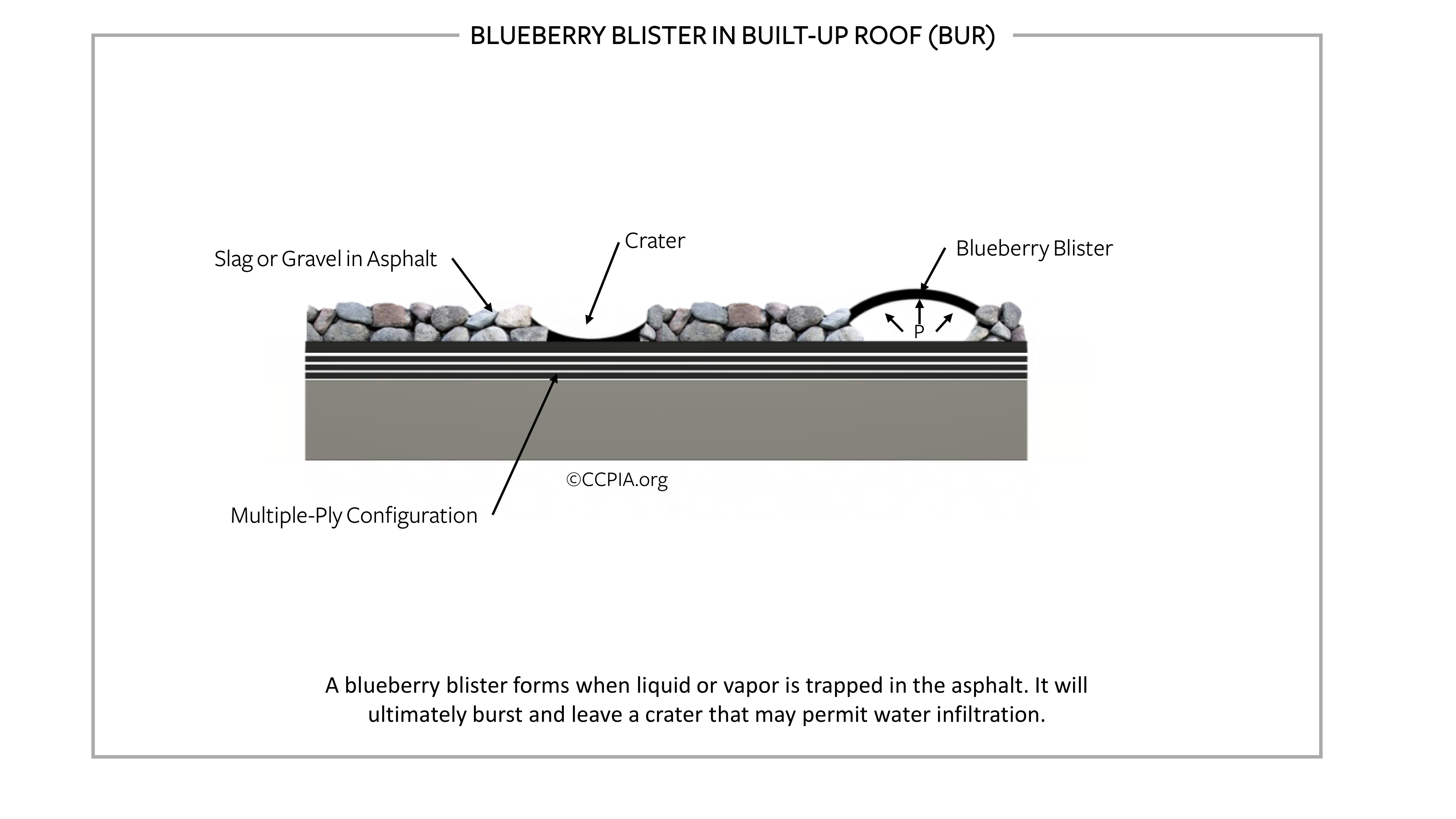 Blueberry blister in built-up roof (BUR).