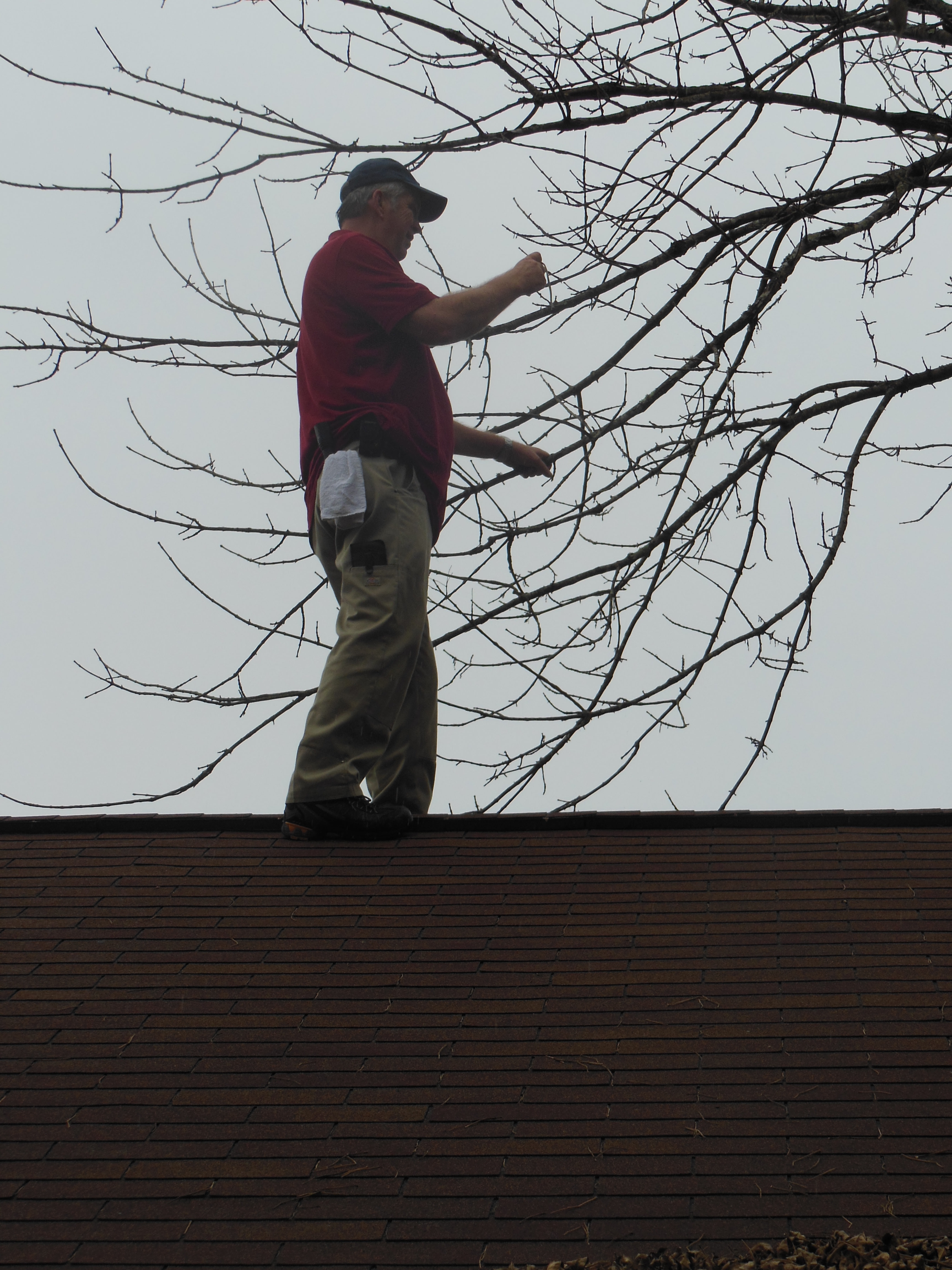 Tree inspection.
