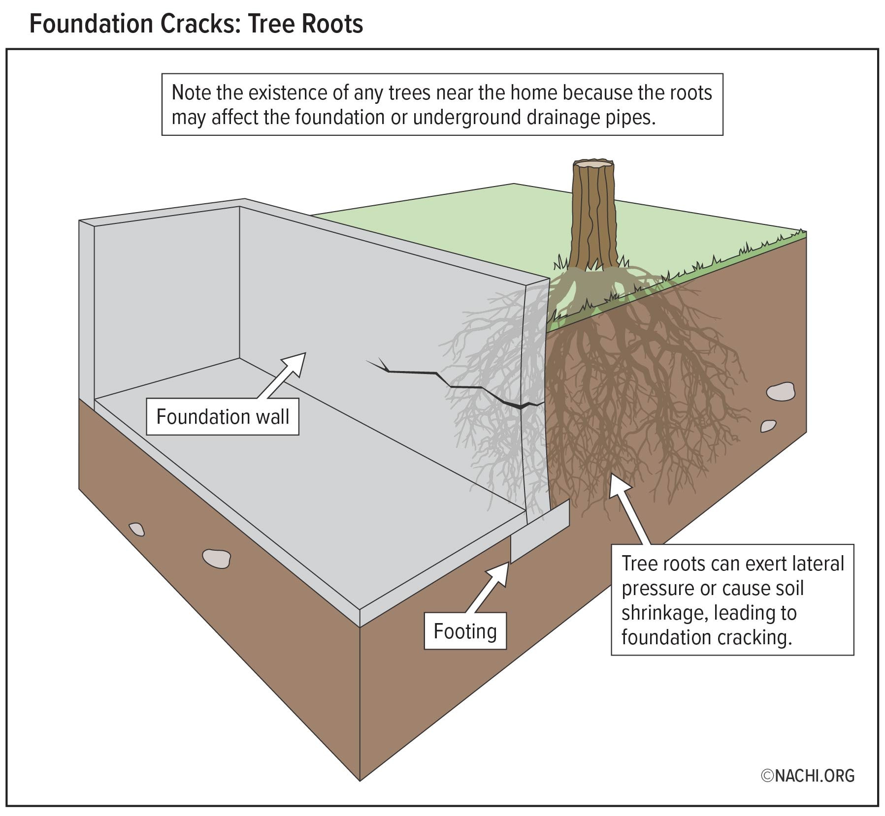 Foundation Cracks: Tree Roots