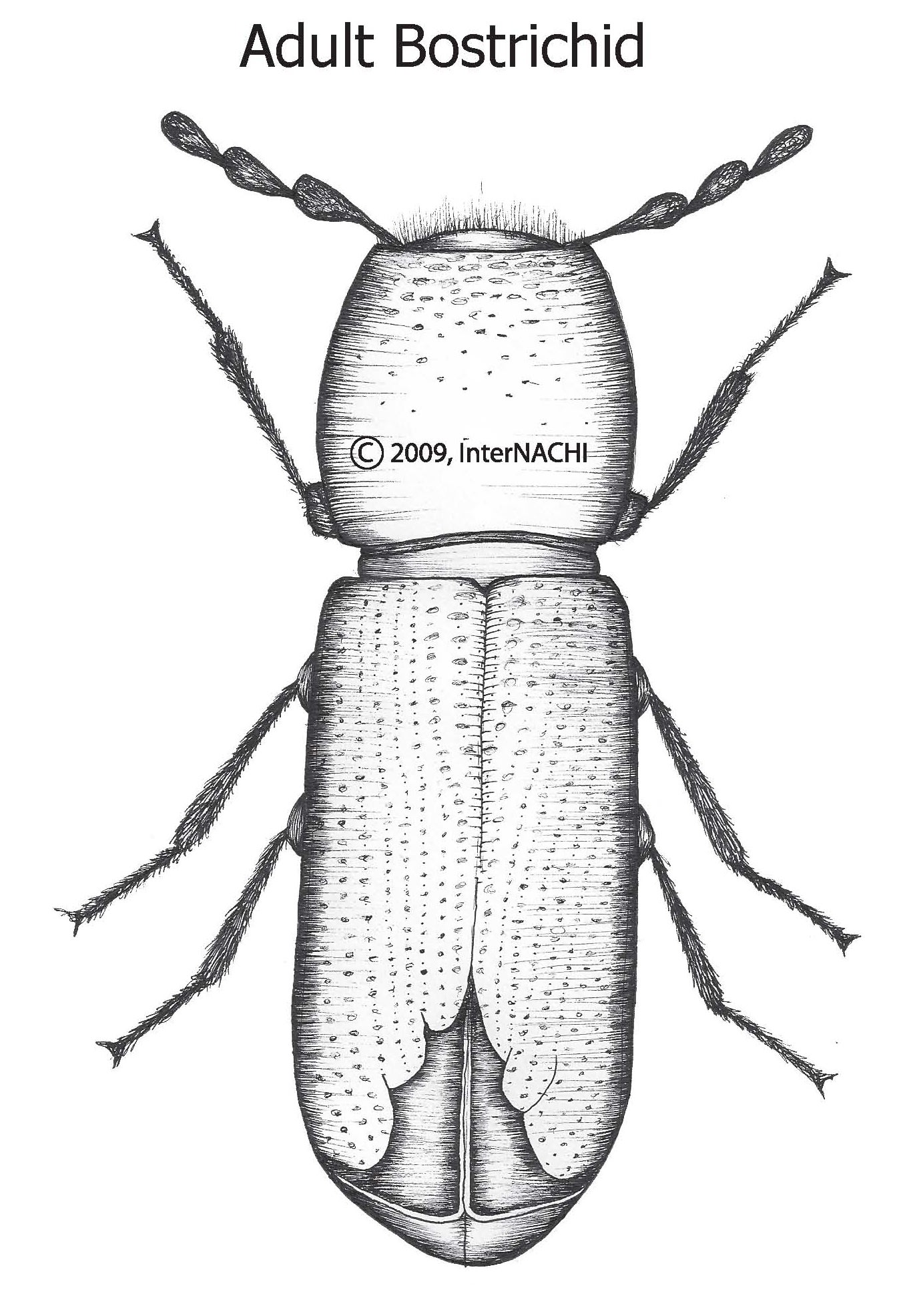 Adult bostrichid.