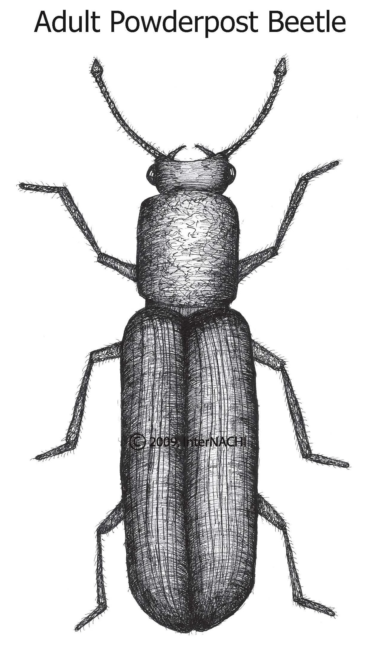 Adult powderpost beetle.
