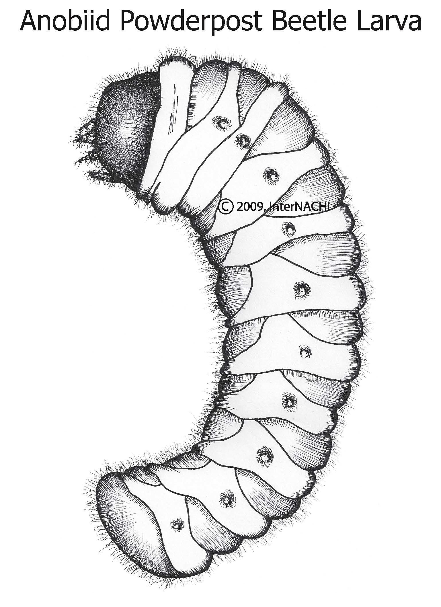 Anobiid powderpost beetle larva.