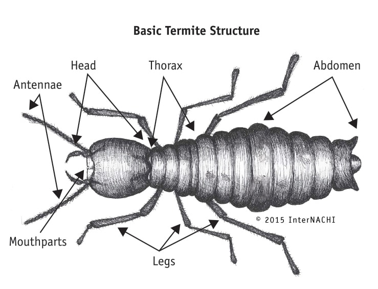 Basic termite structure.