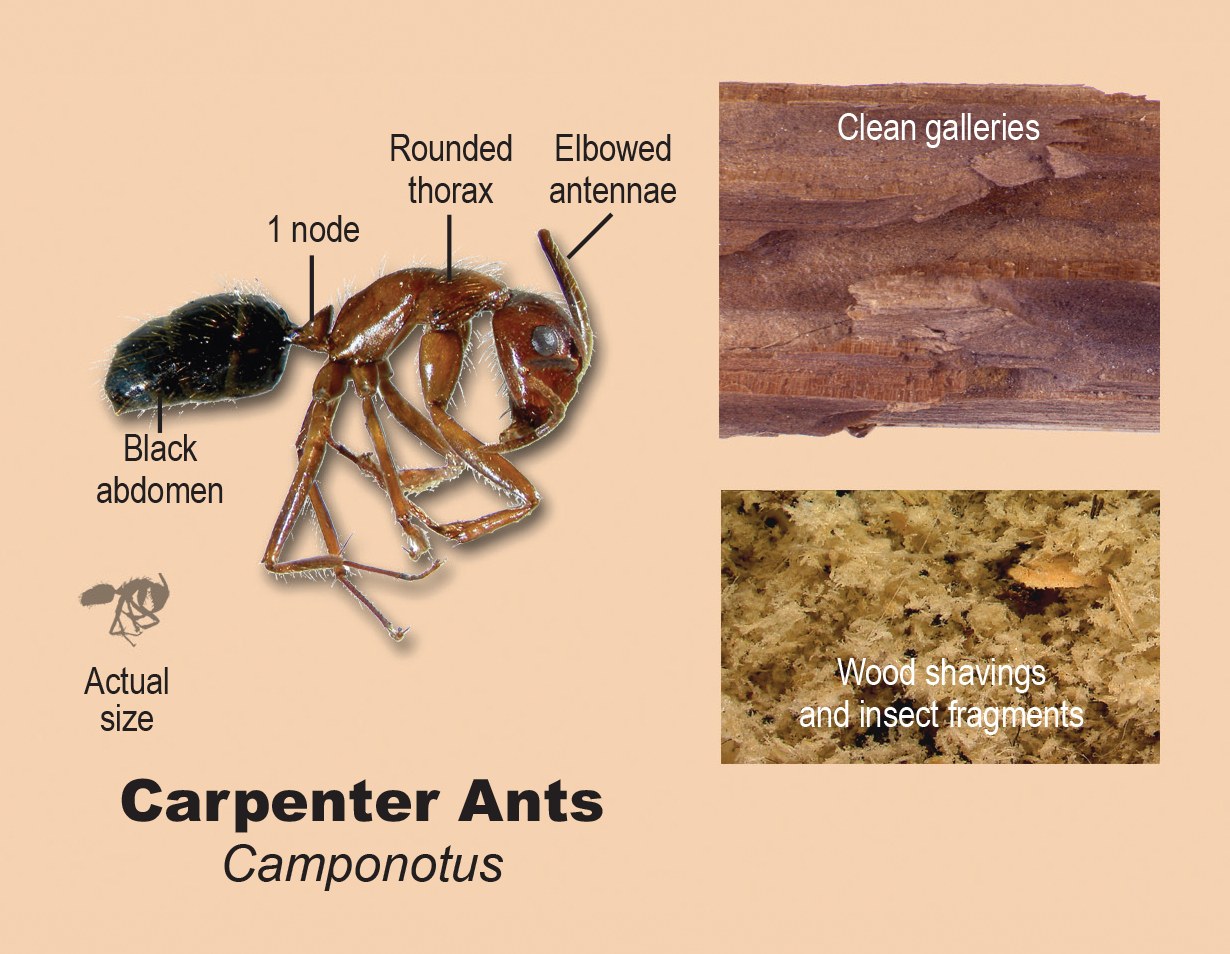 Carpenter ants.