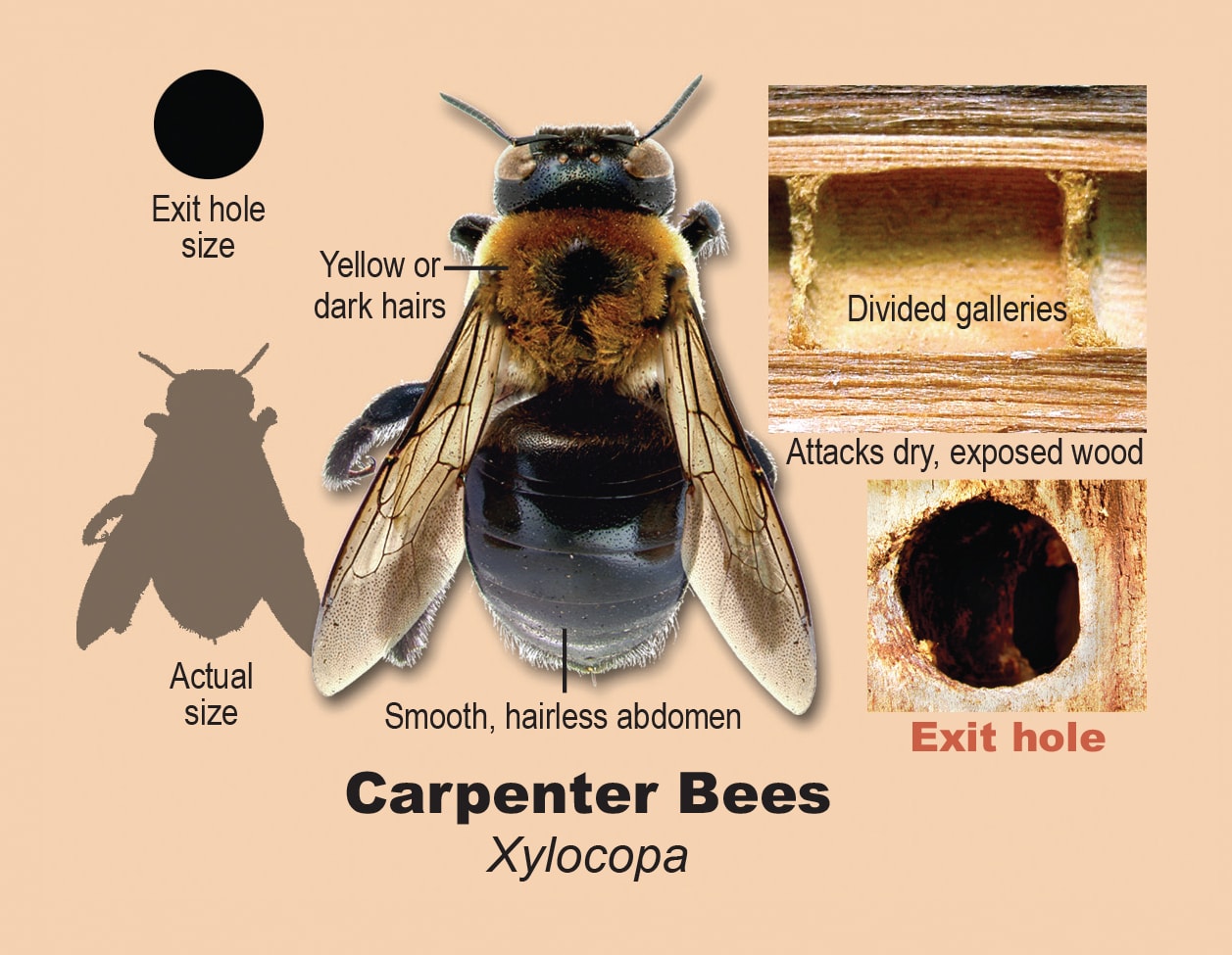 Carpenter bees.