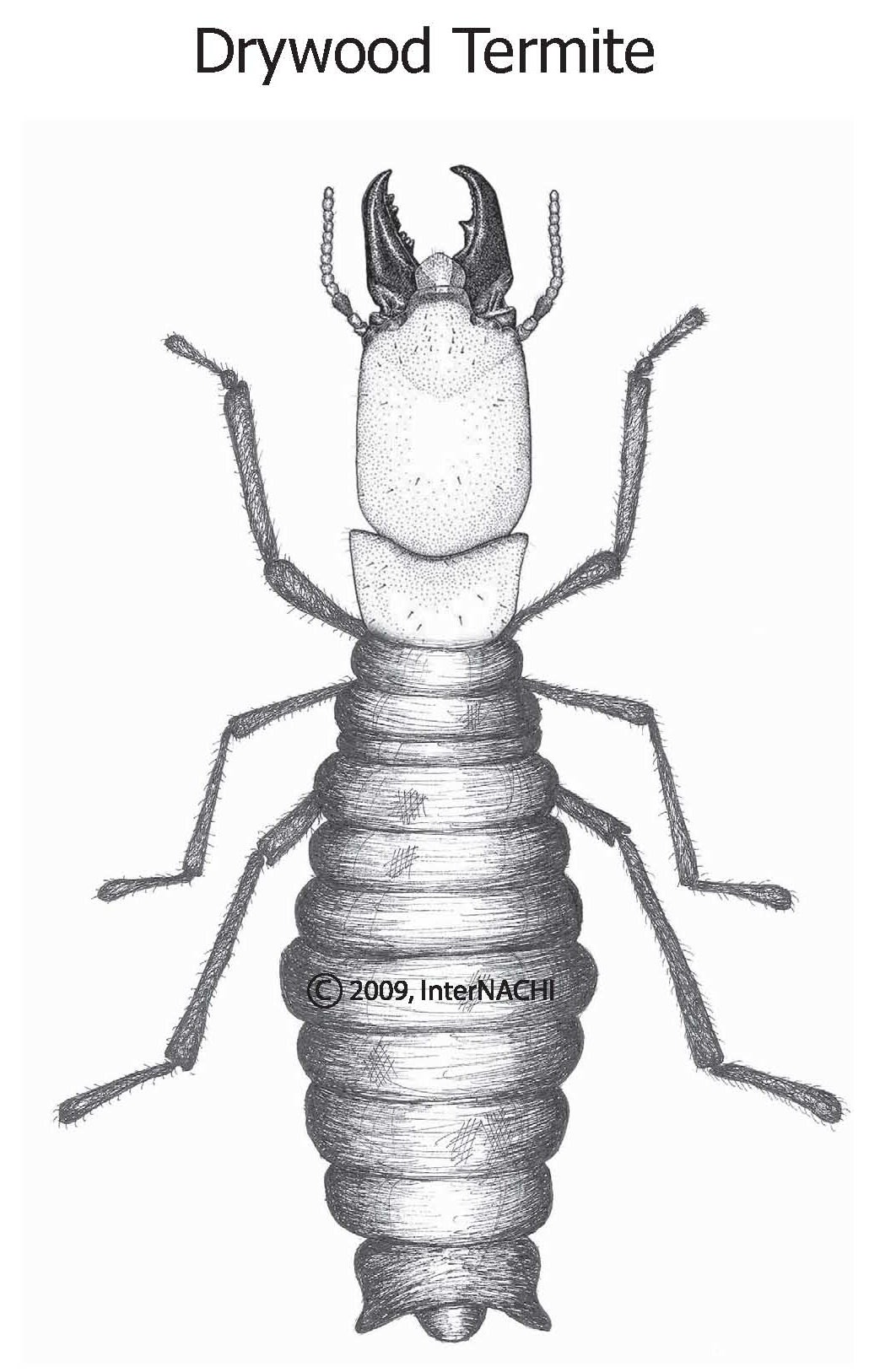 Drywood termite.