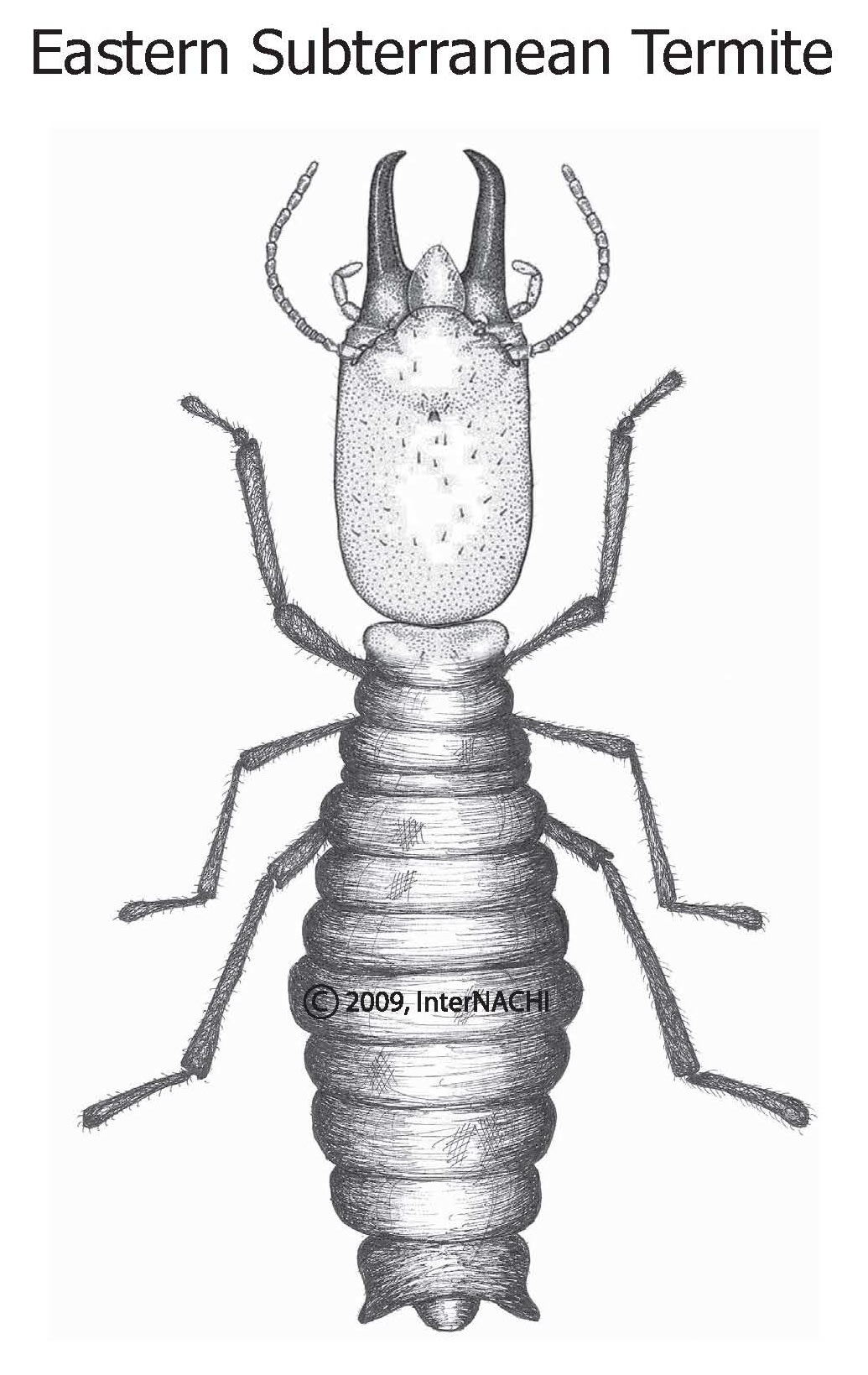 Eastern subterranian termite.