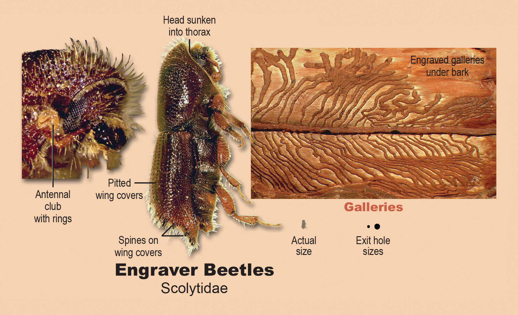 Engraver beetles.