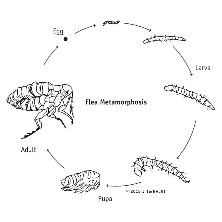 Flea metamorphosis.