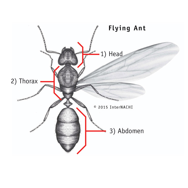 Flying ant parts.