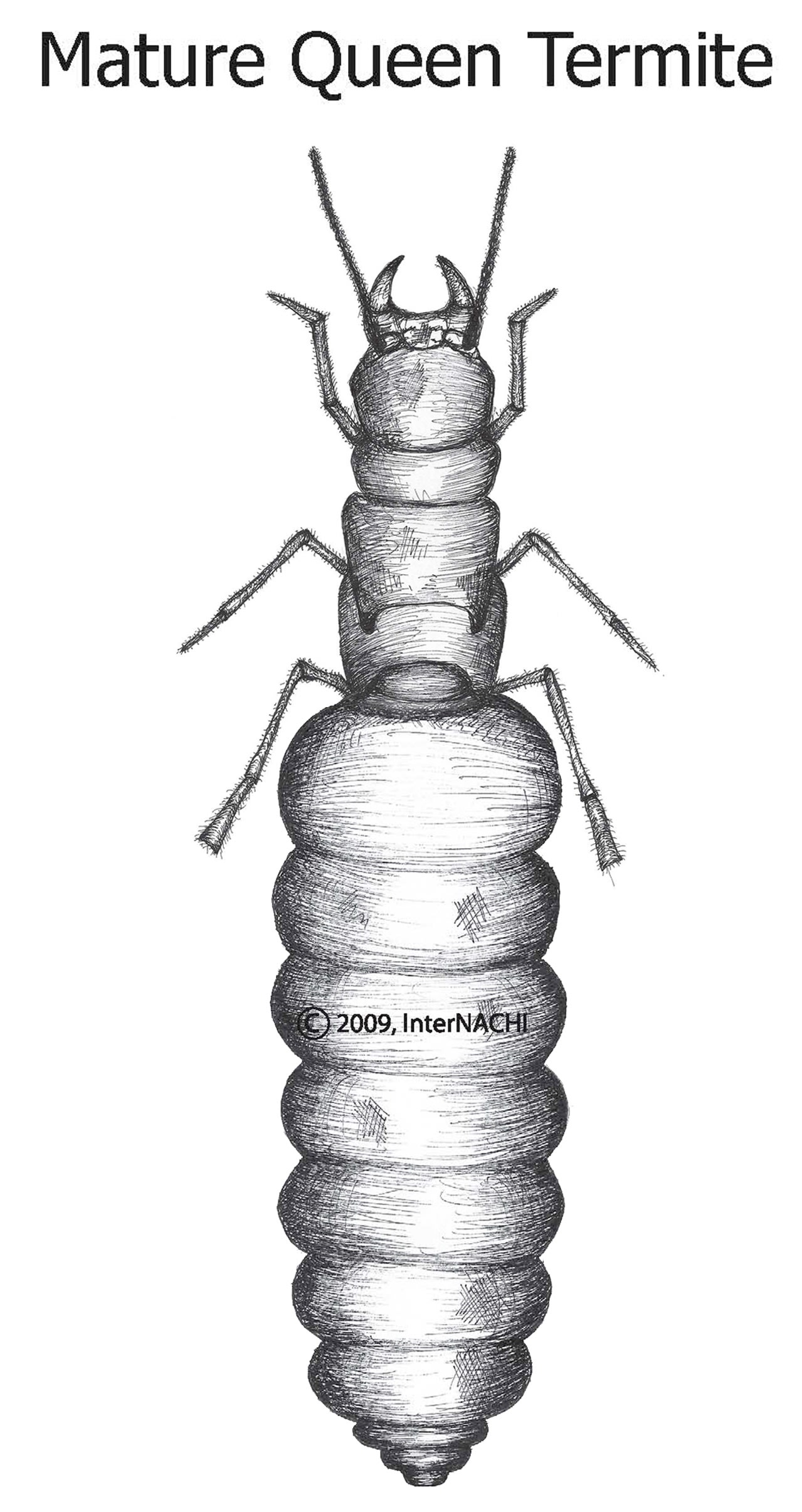 Mature queen termite.