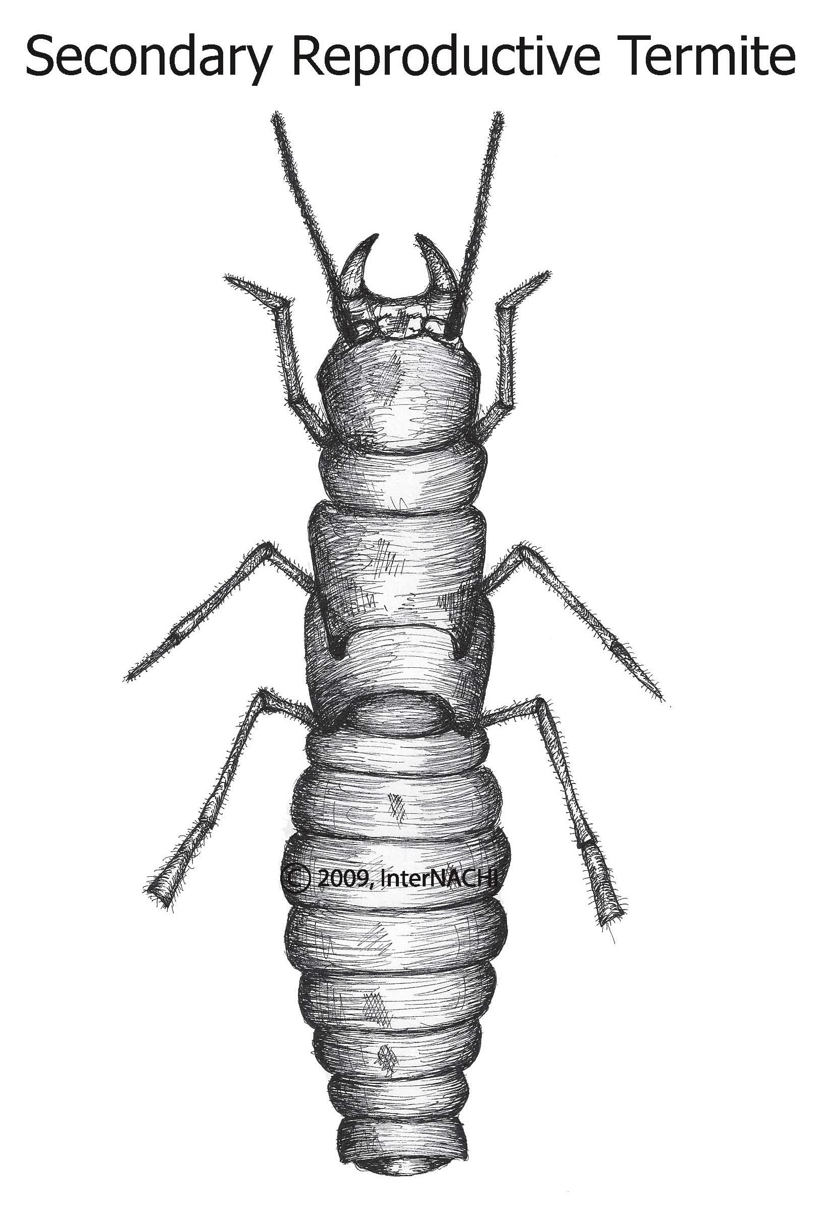 Secondary reproductive termite.