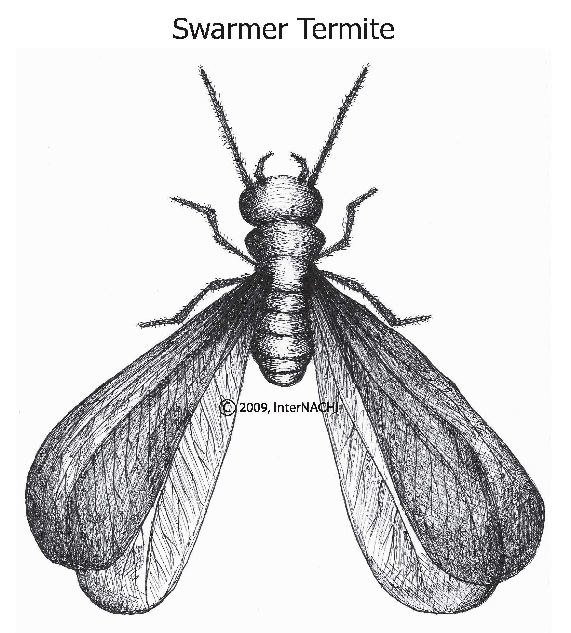 Swarmer termite.