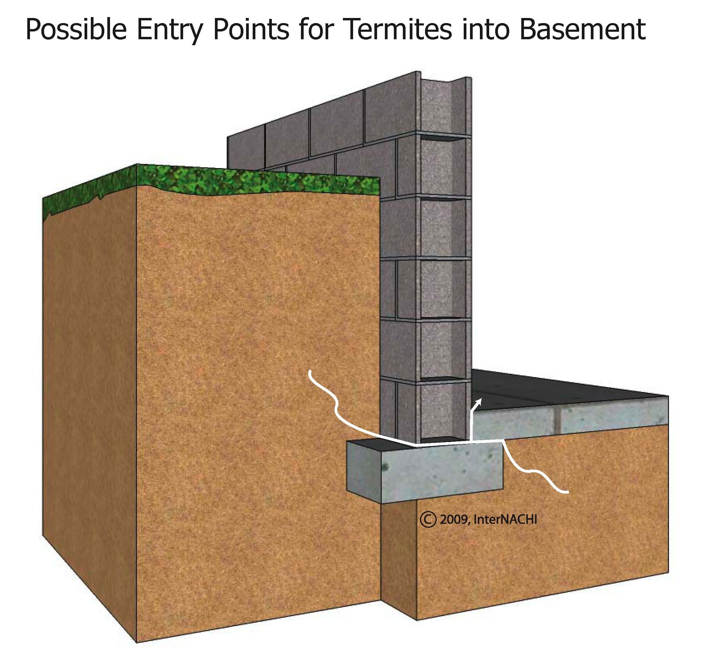 Termite entry into basement.