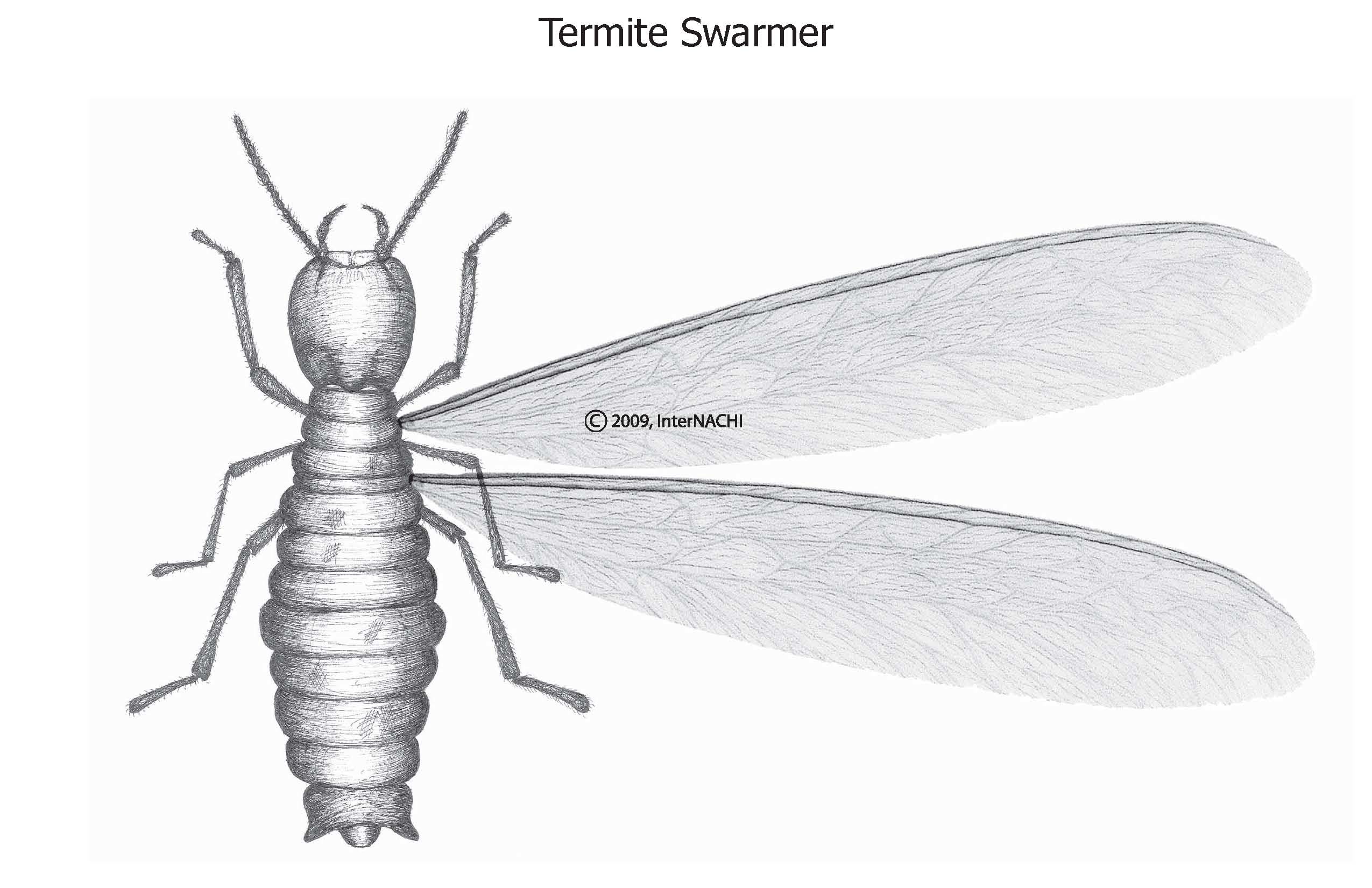 Termite swarmer.