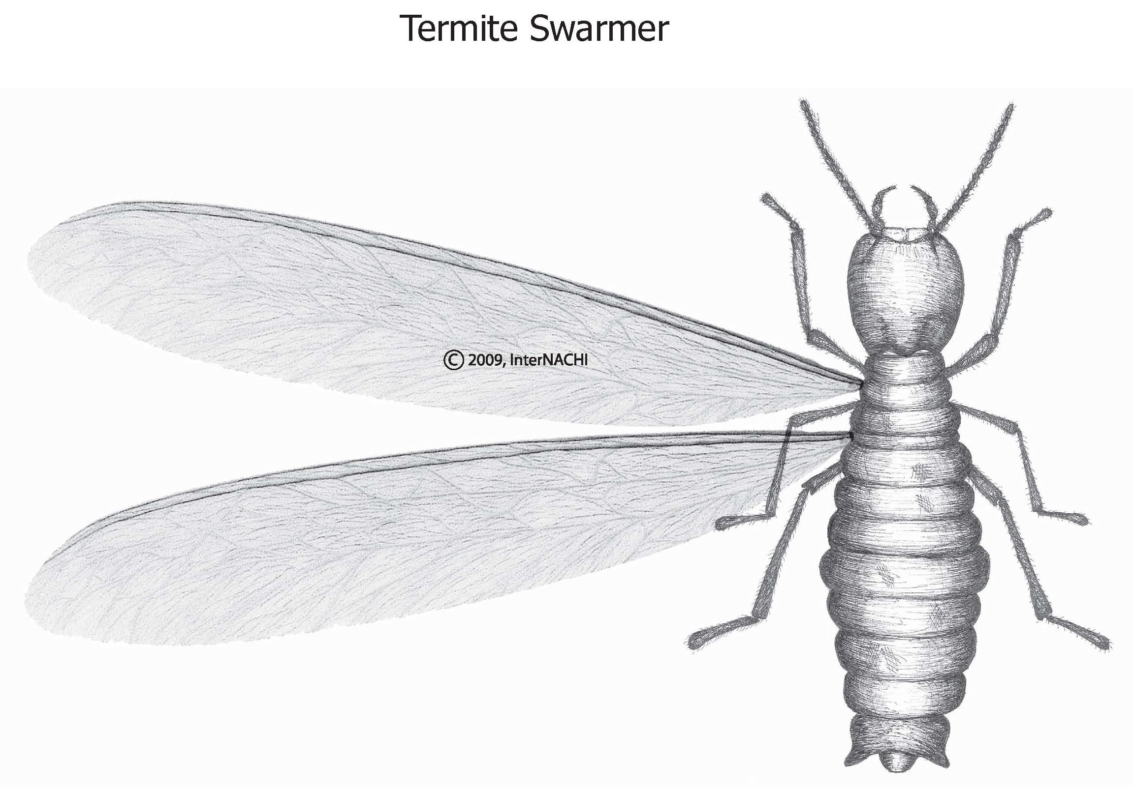 Termite swarmer.