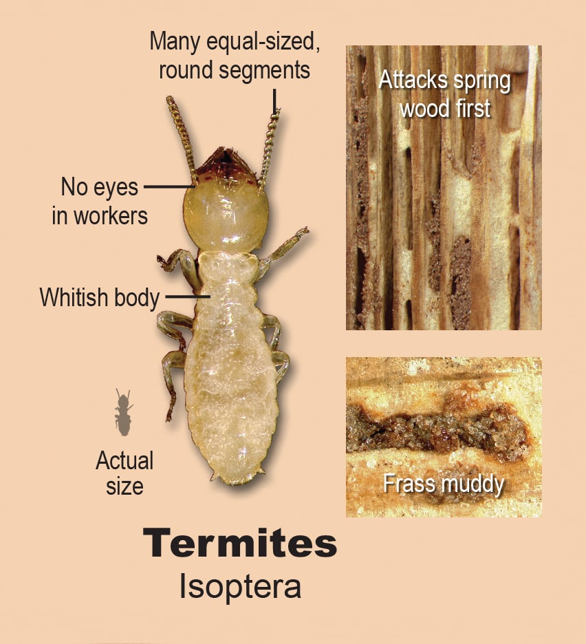 Termites.