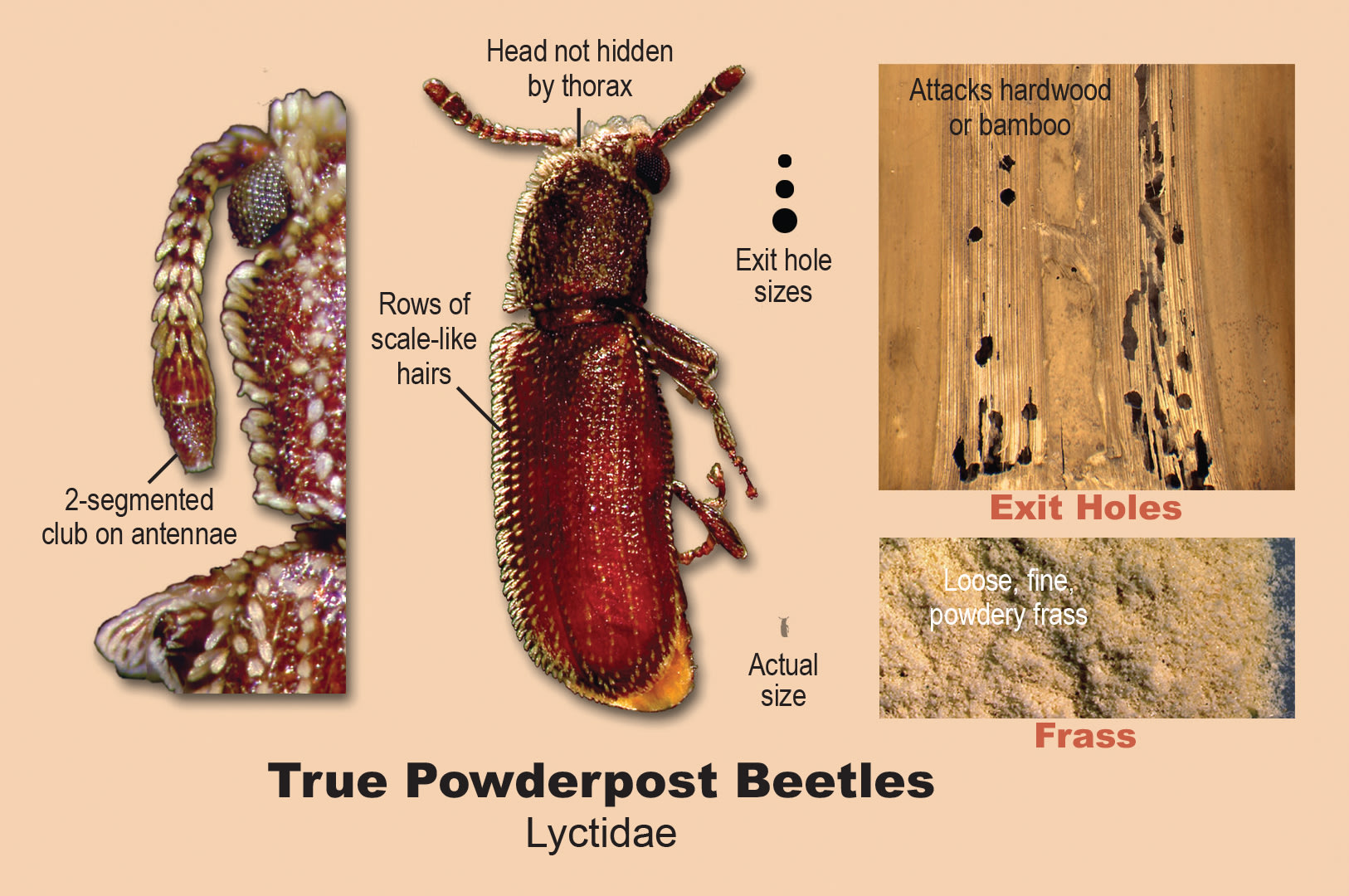 True powderpost beetles.