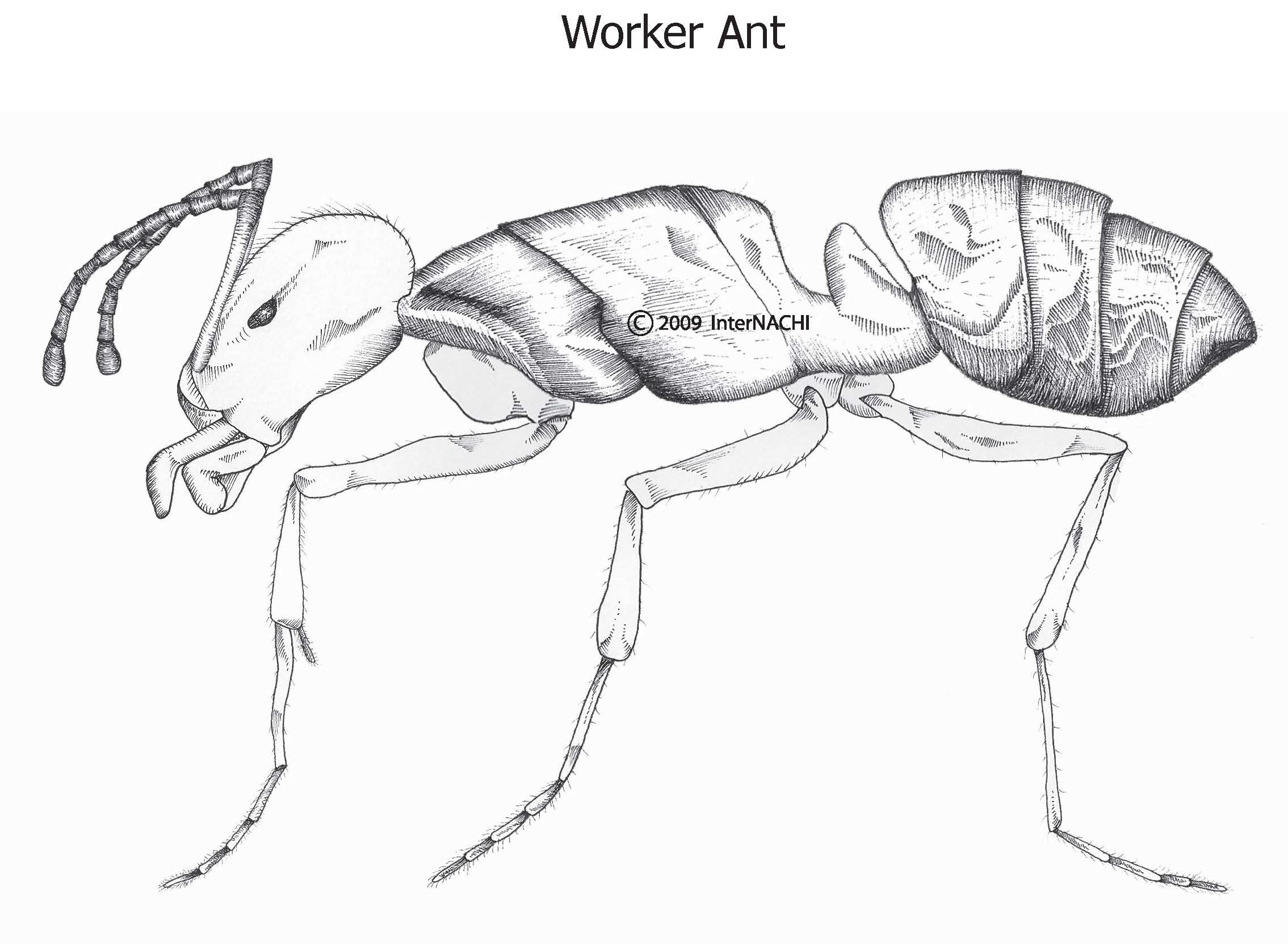 Worker ant.