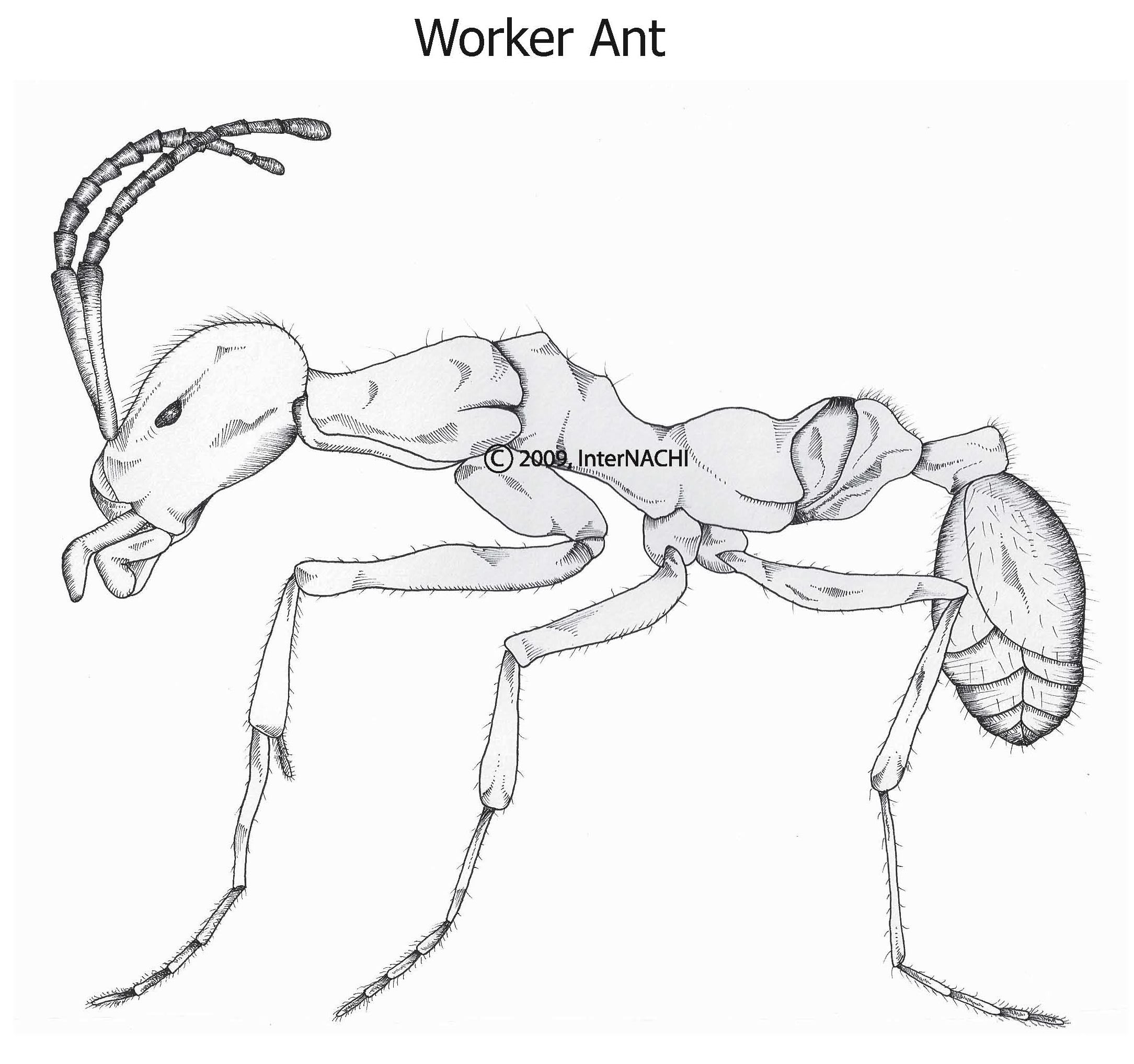 Worker ant.