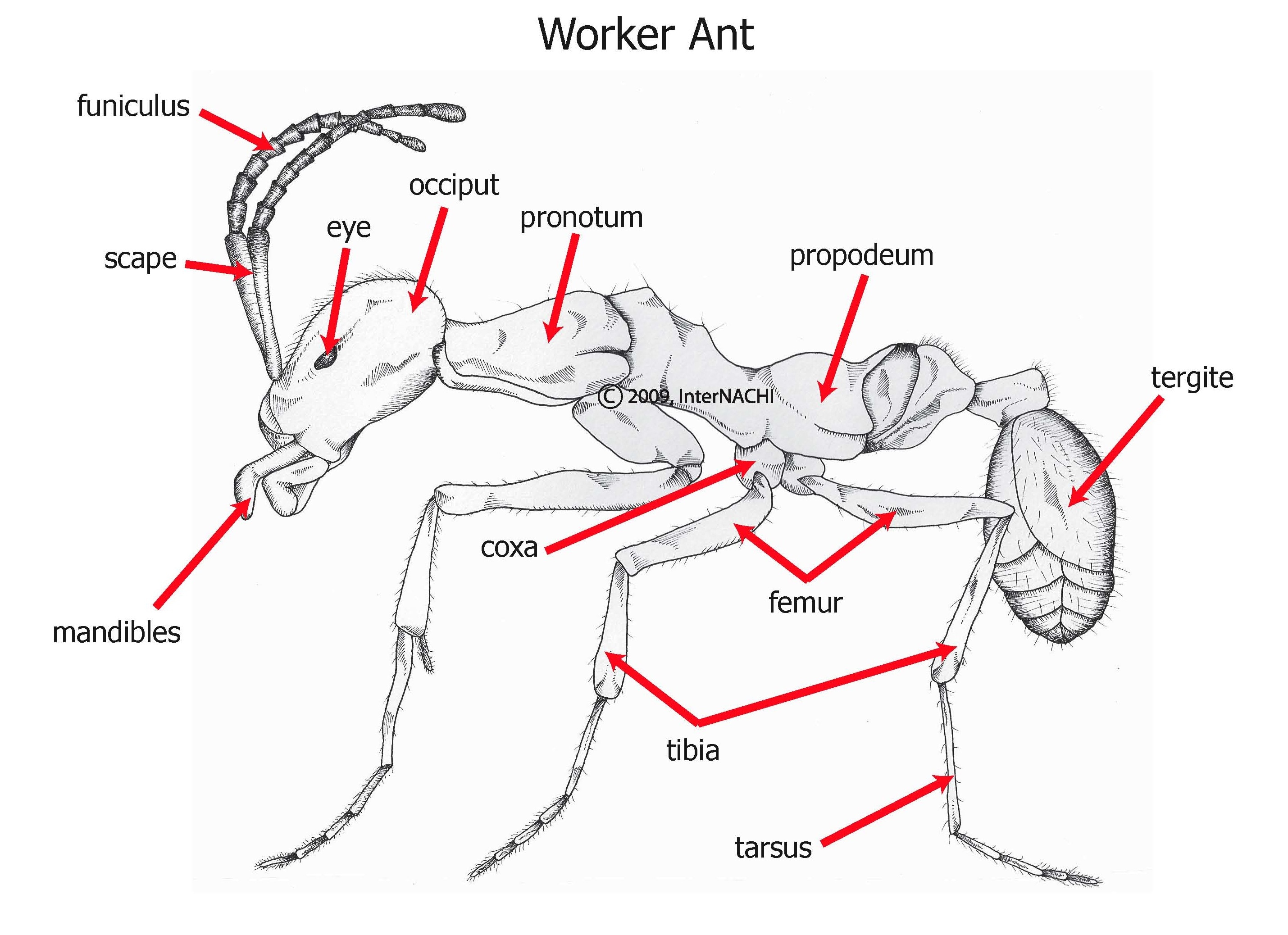 Worker ant.