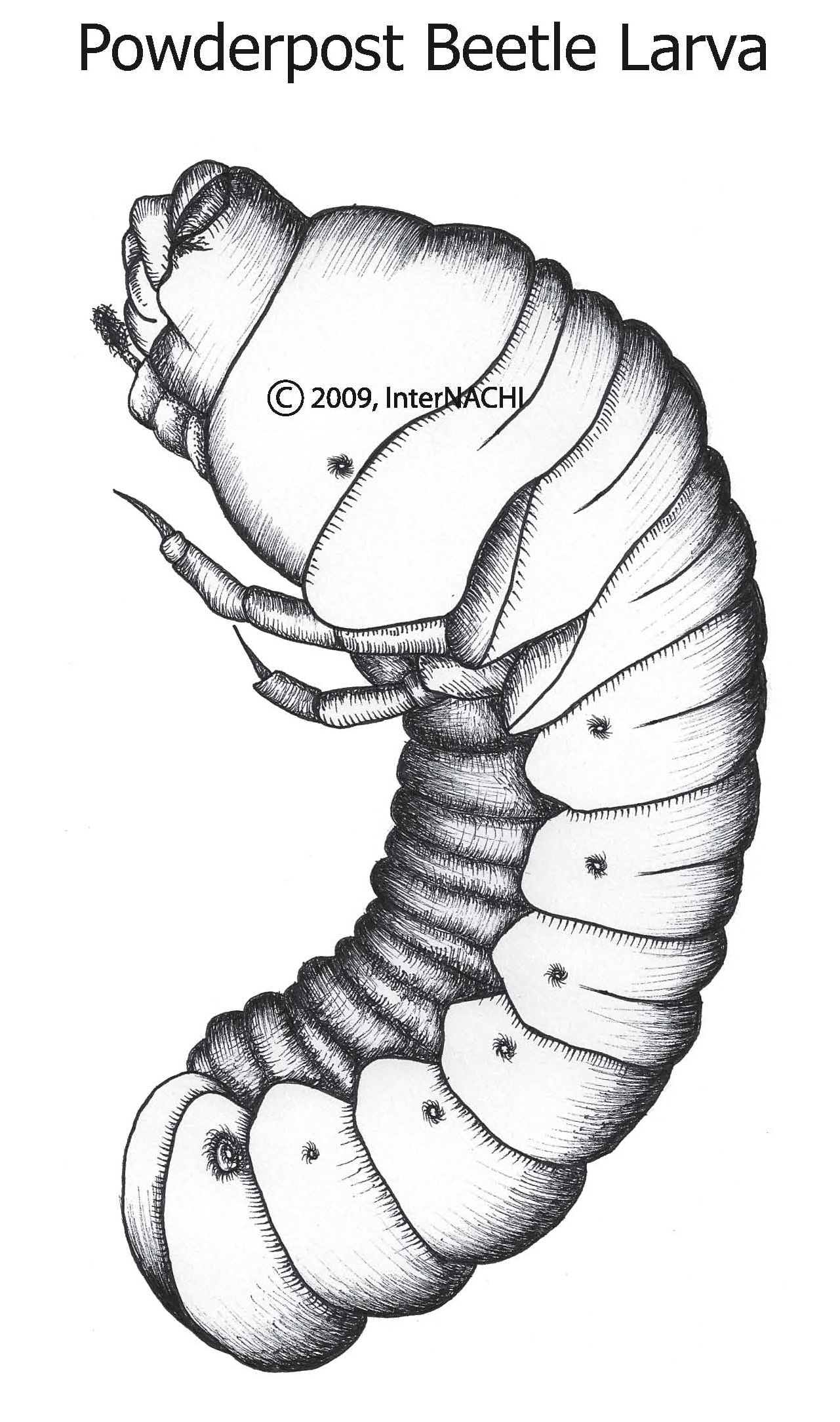 Powderpost Beetle Larva Inspection Gallery InterNACHI®