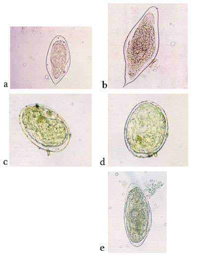 Jinsiy olatni shokolad bilan surting Yapon ayollar video ekspertiza