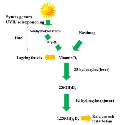 D-vitaminbrist – behandlingsöversikt | Internetmedicin