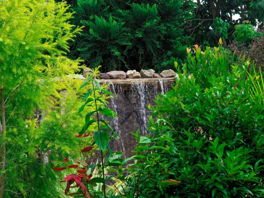 Small waterfall surrounded by lush green plants in the garden
