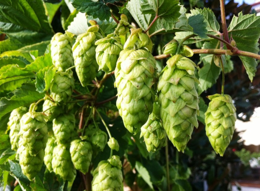 lúpulo-en-cascada-cerveza-alemana-El-Portal-del-Chacinado