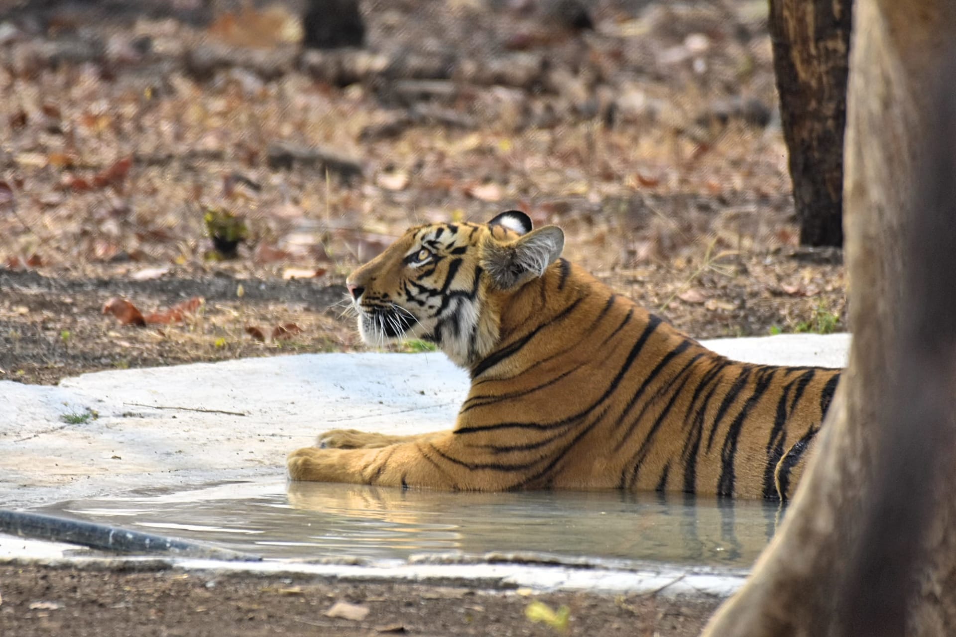 Tracking A Male Tiger In Nagpur’s Lesser-Known Wildlife Sanctuary & Dining At The Forest Kitchen