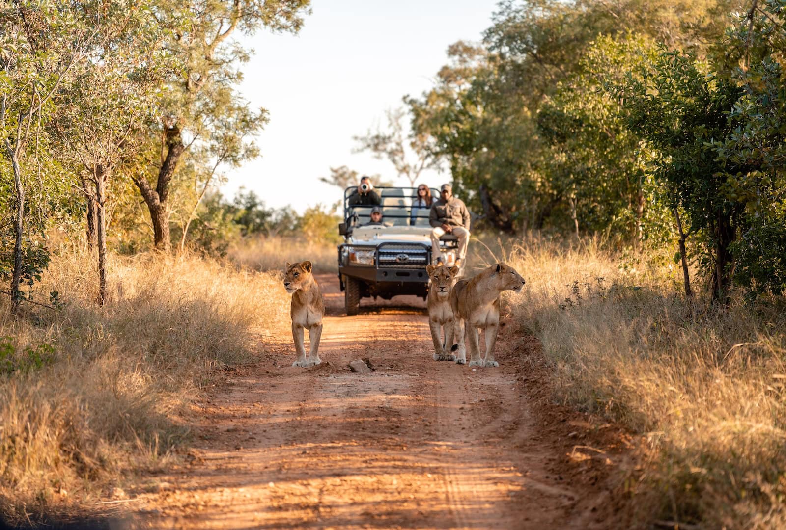 One Day. Twelve Hours. BIG 5: South Africa’s Wilderness Left Us With Goosebumps
