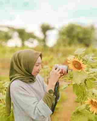 Jual Bibit Bunga Matahari Kanigara Ipb Store 50 Biji Ipbstore Ipbstore