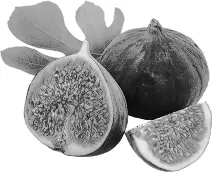 Figs