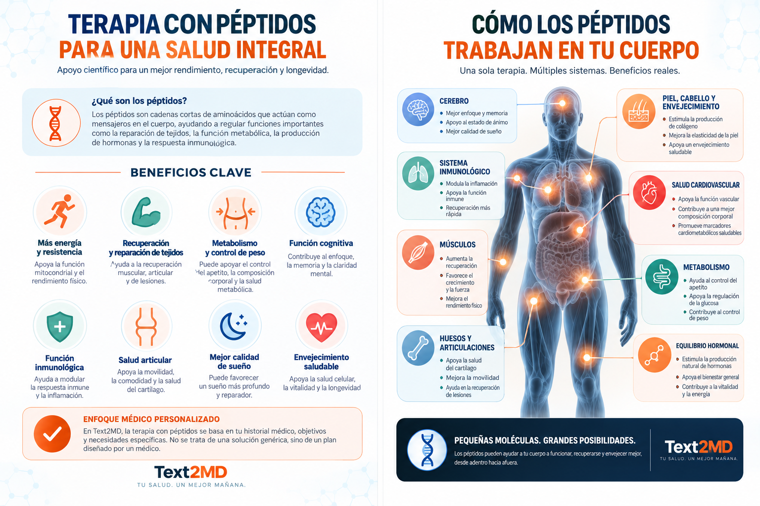 Cómo los péptidos trabajan en el cuerpo y terapia con péptidos para una salud integral
