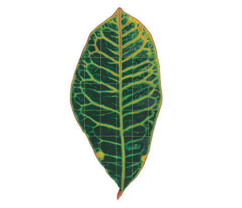 Croton Leaf