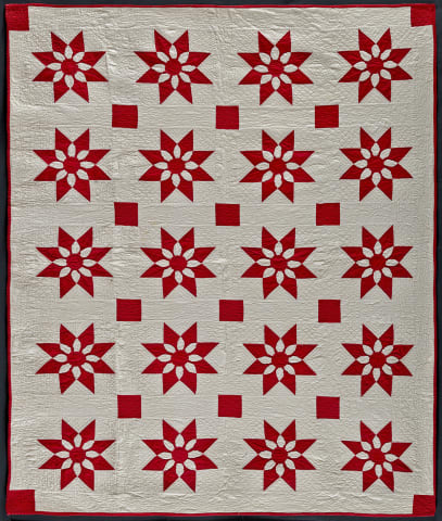 Missouri Daisy
