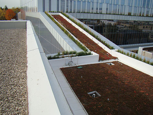 Green Roof and Live Vegitation thriving