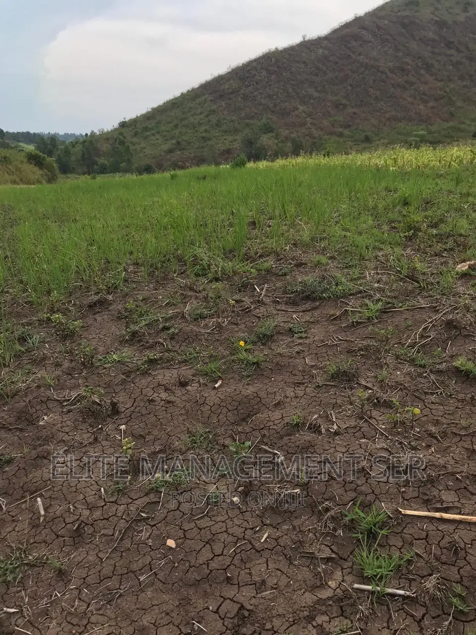 Farm measuring 128 acres for sale in Songor