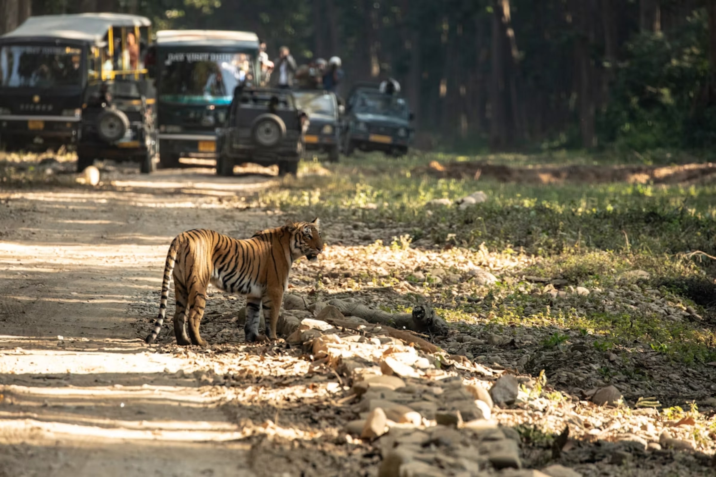 National Parks of India: A Journey into India's Wild Side