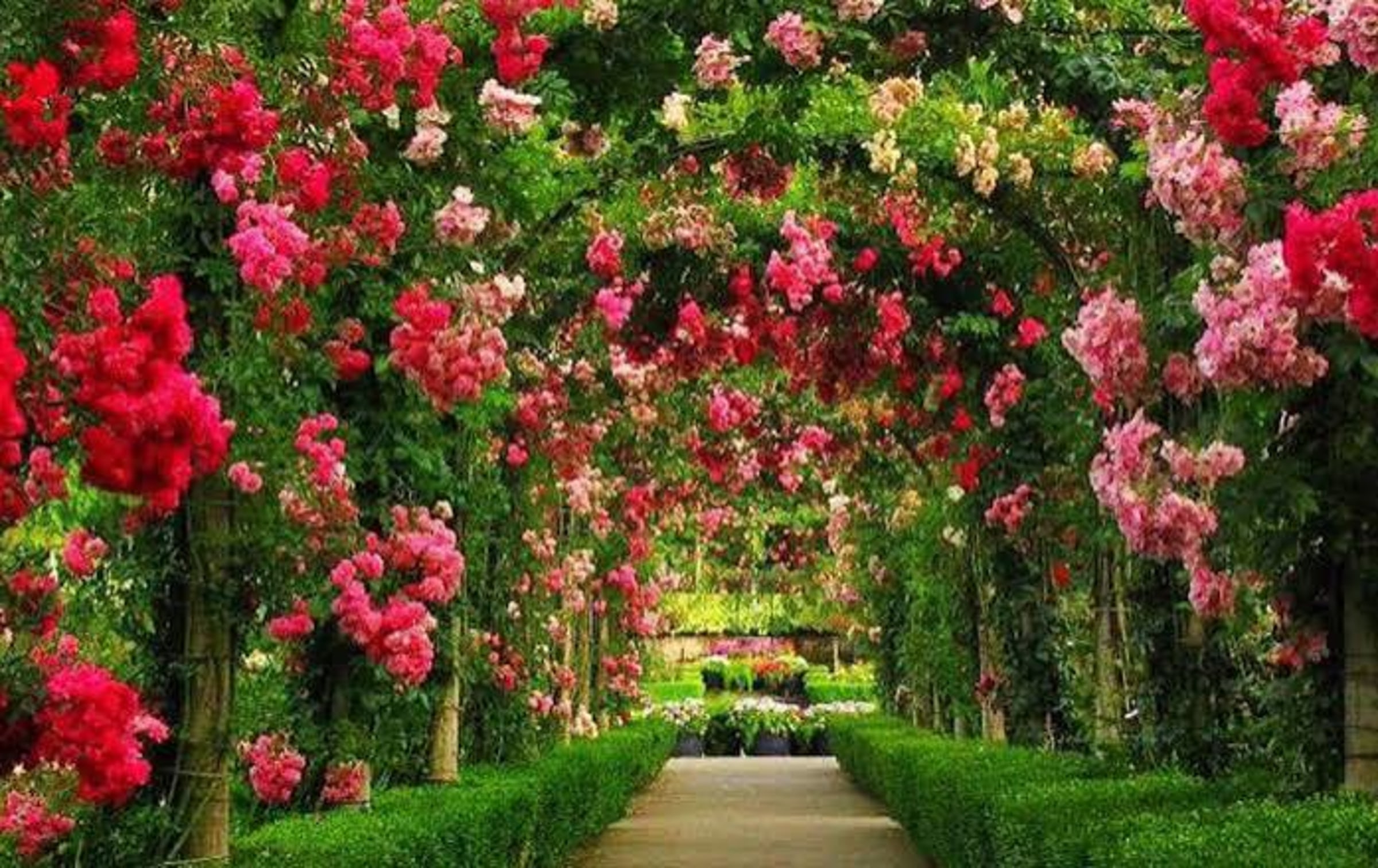 Jardim de Rosas Nehru