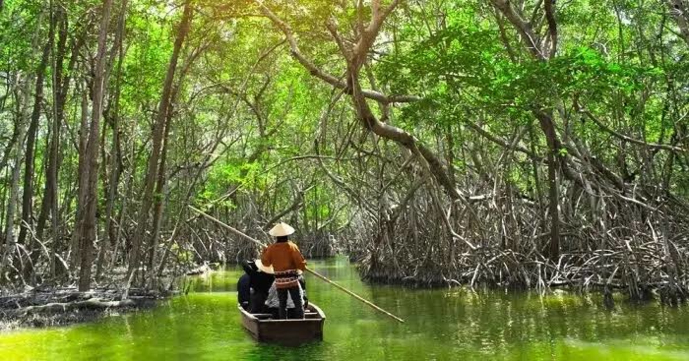 Passeio de Barco pelos Manguezais