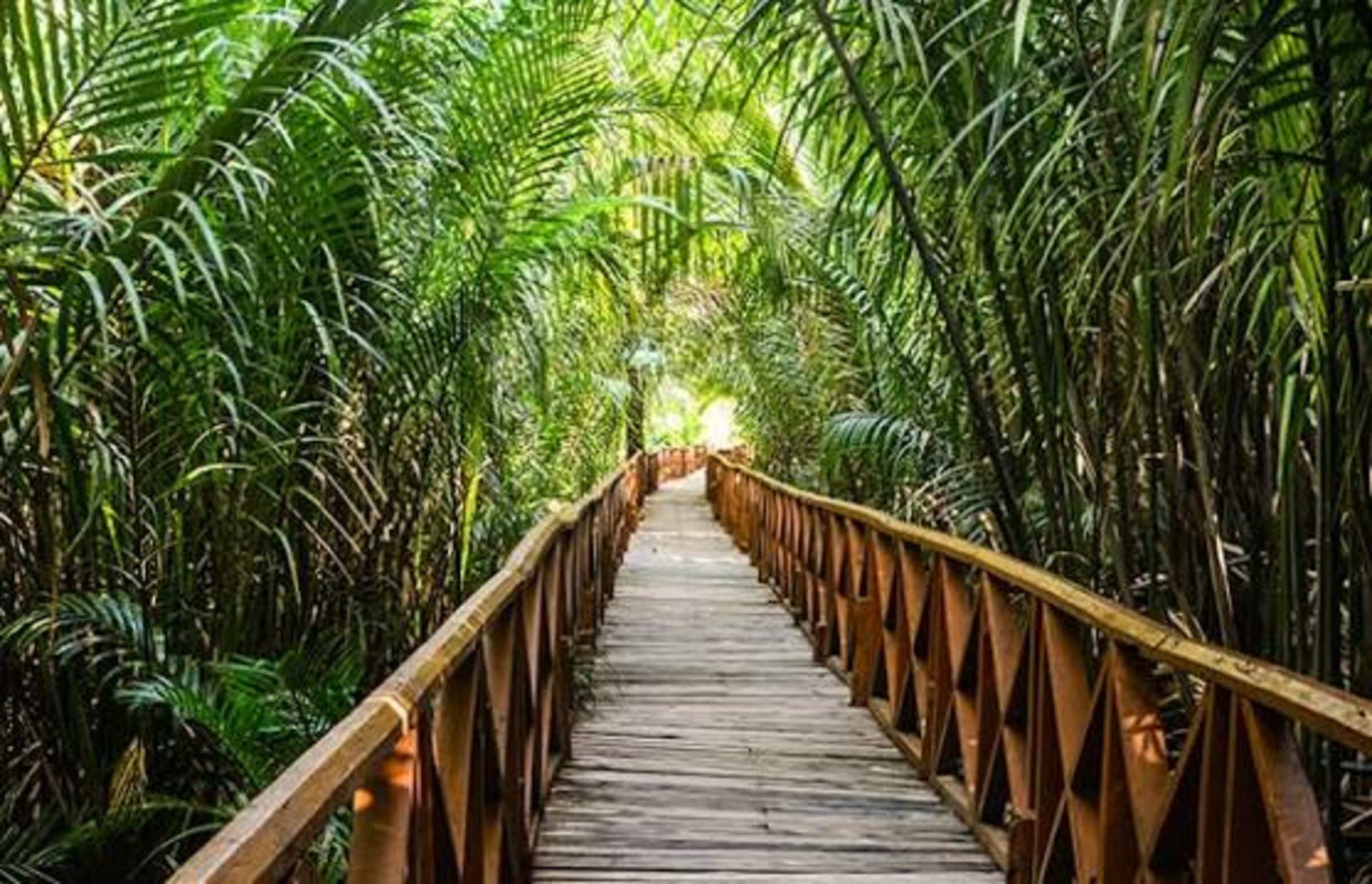 Dhani Nallah Mangrove Walkway