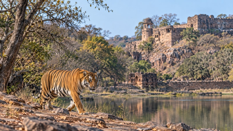 Ranthambhore