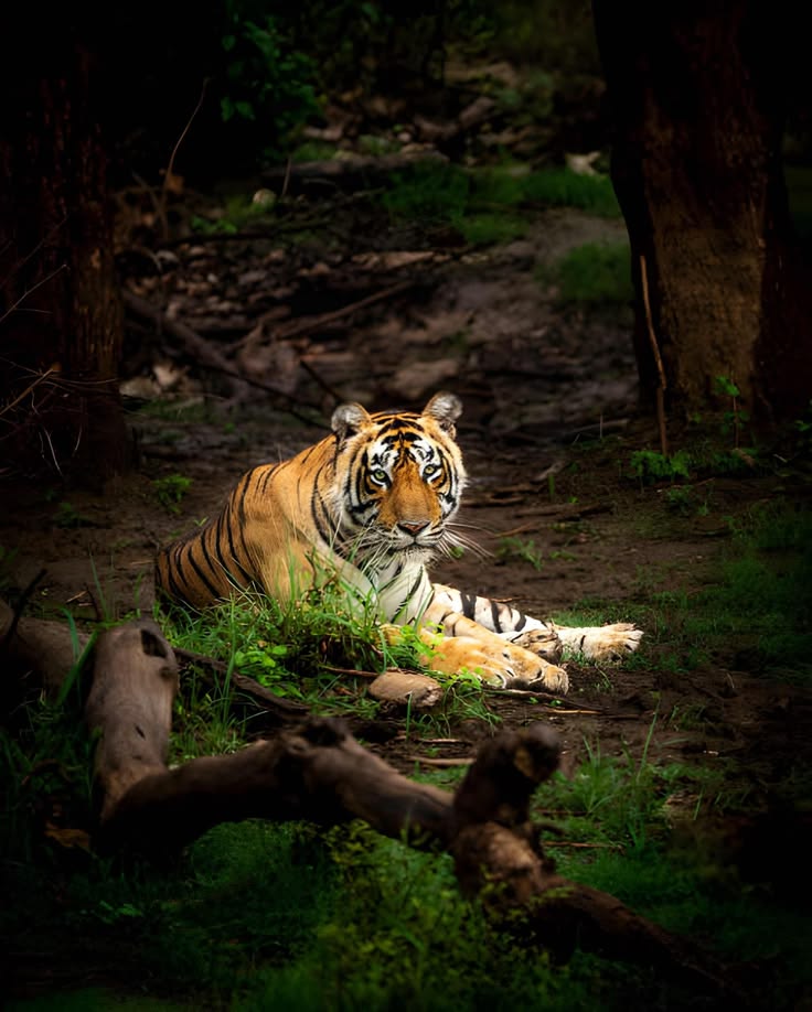 Sariska